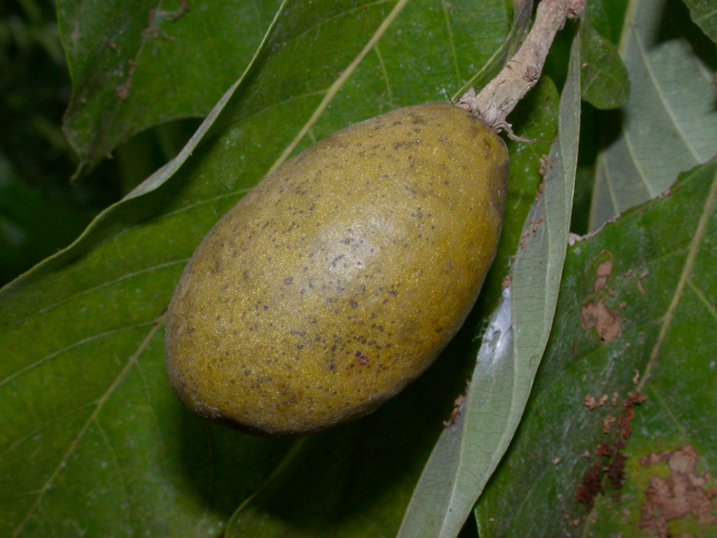 معرفی و راهنمای پرورش درختان میوه - کوپیا